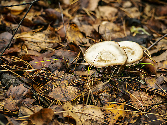 포토 JPG 해외이미지 낙엽 사람없음 버섯 숲 땅바닥 해외포토 잎 바닥 파일형식 이미지허브
