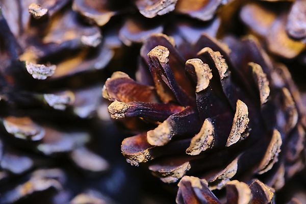 포토 JPG 해외이미지 나무 디자인 계절 백그라운드 크리스마스 겨울 자연 휴가 건조 저울 씨앗 사람없음 목재 장식 갈색 쌓기 흰색 소나무 오픈 오브젝트 솔방울 연료 상록수 침엽수 전나무 원뿔 내추럴 엘리먼트 해외포토 도형 식물 기념일 컬러 재료 모션 생태계 파일형식 이미지허브