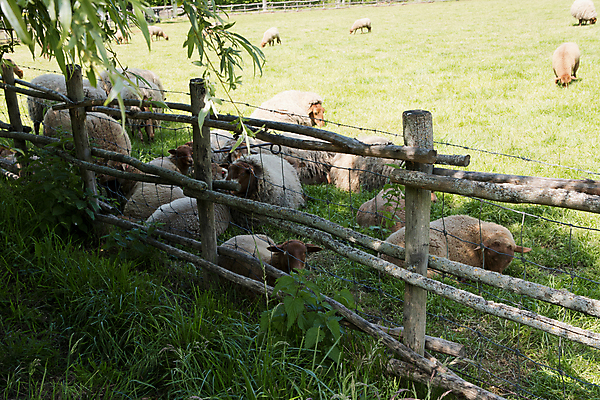 포토 JPG 해외이미지 동물 공원 지구 야생동물 여행 백그라운드 밭 농업 포유류 자연 하늘 털 풍경 사람없음 야외 초록색 농장 갈색 환경 검은색 가축 시골 양 군중 방목 양고기 내추럴 밭일 전국 찰과상 해외포토 공공시설 산업 컬러 육류 사람 축산업 상처 생태계 파일형식 이미지허브