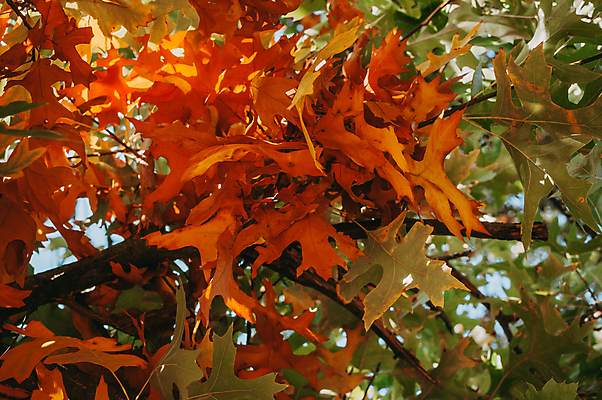 포토 JPG 해외이미지 나무 공원 잎 자연 하늘 사람없음 나뭇가지 해외포토 식물 공공시설 생태계 파일형식 이미지허브
