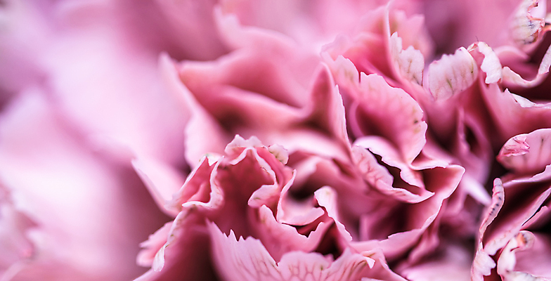 포토 JPG 해외이미지 식물 디자인 꽃잎 꽃 분홍색 백그라운드 컨셉 꽃무늬 자연 추상 휴가 사랑 미술 사람없음 파란색 컬러풀 뷰티 환경 정원 보라색 수확 성장 벚꽃 신선 신용카드 개화 선택 제비꽃 카네이션 묘사 질감 복고 초대 부드러움 내추럴 해외포토 감정 컬러 무늬 농업 문화예술 금융 감각 생태계 파일형식 이미지허브