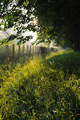 포토 JPG 해외이미지 주간 자연 나뭇잎 사람없음 야외 봄 해외포토 자연요소 계절 잎 생태계 파일형식 이미지허브