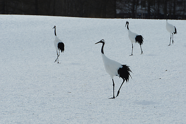 포토 JPG 해외이미지 동물 커플 계절 아시아 야생동물 겨울 자연 조류 왕관 사랑 사람없음 빨간색 일본 검은색 추위 흰색 춤 보호 기중기 홋카이도 해외포토 감정 나라 컬러 컨셉 관계 문화예술 중장비 생태계 파일형식 이미지허브