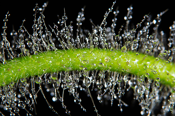 포토 JPG 해외이미지 식물 백그라운드 잎 자연 사람없음 초록색 물 여름 환경 젖음 물방울 신선 닫기 떨어짐 이슬 내추럴 해외포토 자연요소 계절 컬러 컨셉 모션 생태계 파일형식 이미지허브
