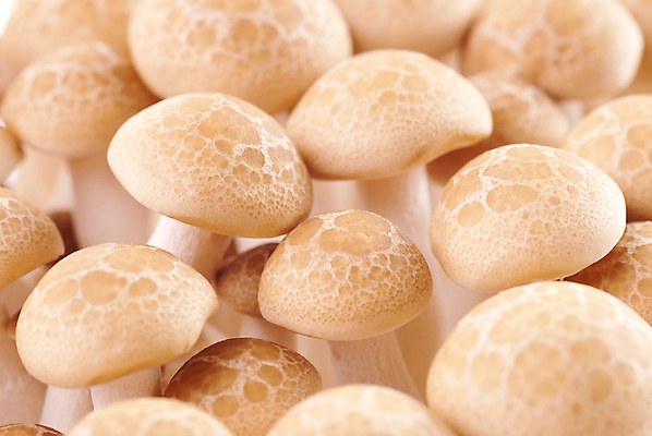 포토 JPG 해외이미지 식물 계절 음식 다이어트 채소 재료 자연 건강 요리 사람없음 갈색 식사 저녁식사 버섯 흰색 신선 그룹 맛 먹기 유기농 날것 내추럴 곰팡이 그물버섯 식용 채식주의자 캡모자 맛있는 해외포토 모자_잡화 웰빙 컬러 컨셉 모션 생태계 채식 파일형식 이미지허브