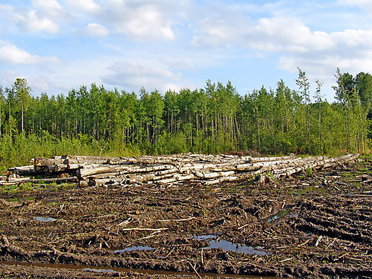 포토 JPG 해외이미지 나무 산업 종이 농업 자연 풍경 사람없음 야외 목재 초록색 쌓기 환경 재활용 손상 에너지 수확 죽음 반지 제조 보호 숲 장작 자르기 천 묘사 언덕 질감 통나무 자원 잡동사니 러시아인 생태학 수목 해외포토 서양인 식물 교육 컬러 컨셉 재료 장신구 모션 직물 친환경 생태계 파일형식 이미지허브