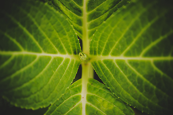 포토 JPG 해외이미지 식물 백그라운드 잎 패턴 자연 추상 건강 사람없음 초록색 환경 성장 신선 닫기 묘사 유기농 질감 정맥 내추럴 해외포토 웰빙 컬러 무늬 모션 생태계 혈관 파일형식 이미지허브