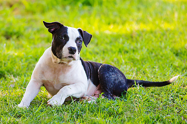 포토 JPG 해외이미지 동물 영어 응시 공원 행복 얼굴 새끼 백그라운드 포유류 가족 자연 친절 사람없음 야외 초록색 반려동물 갈색 카메라 검은색 산책 흰색 아기 개 달콤 강아지 작음 황소 귀 불독 송곳니 프랑스어 경보 고립 기르기 복종 유래 해외포토 문자 시선 공공시설 감정 컬러 관계 휴식 사람 신체부위 전자제품 소 맛 치아 크기 생태계 돌봄 파일형식 이미지허브