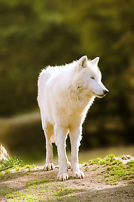 포토 JPG 해외이미지 주간 한마리 야생동물 서기 사람없음 야외 아웃포커스 늑대 북극늑대 해외포토 자연요소 동물 1 포유류 모션 촬영기법 파일형식 이미지허브