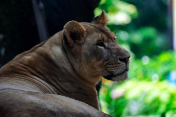 포토 JPG 해외이미지 동물 응시 공원 여자 남자 얼굴 야생동물 포유류 가족 아프리카 자연 휴식 털 동물원 사람없음 야외 갈색 머리 고양이 흰색 황무지 위험 사자 큼 왕 사파리 육식동물 갈기 사냥꾼 멸종 사자자리 표범 남쪽 내추럴 거짓말 암사자 해외포토 직업 시선 공공시설 나라 컬러 컨셉 관계 사람 신체부위 반려동물 별자리 크기 암컷 방향 생태계 파일형식 이미지허브