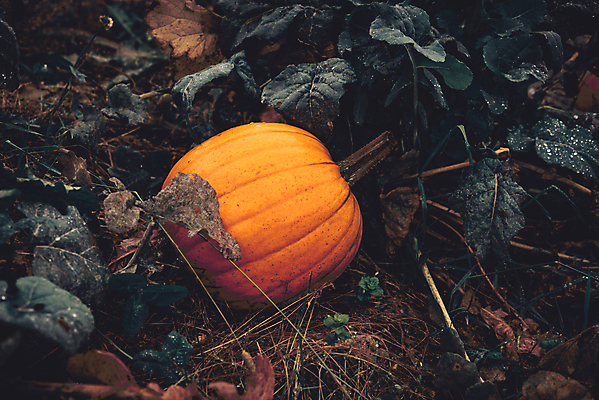 포토 JPG 해외이미지 주간 밭 호박 사람없음 야외 장식 해외포토 자연요소 농업 채소 파일형식 이미지허브