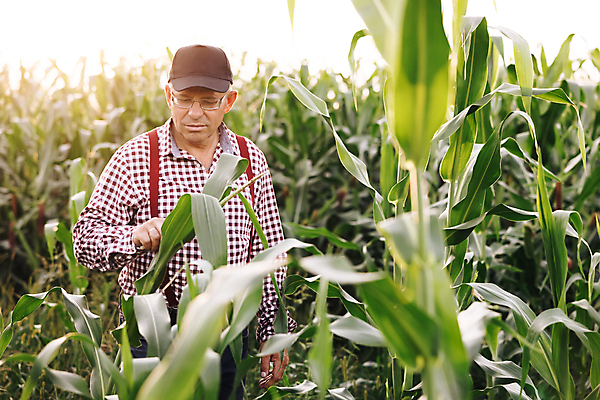 포토 JPG 해외이미지 식물 손 계절 음식 잎 밭 농업 채소 비즈니스 자연 건강 옥수수 씨앗 한명 사람 초록색 농작물 농장 농경지 환경 봄 수확 성장 나뭇가지 시골 신선 농부 대나무 유기농 밭일 줄서기 세련 해외포토 나무 직업 1 웰빙 산업 컬러 모션 곡류 신체부위 생태계 파일형식 이미지허브