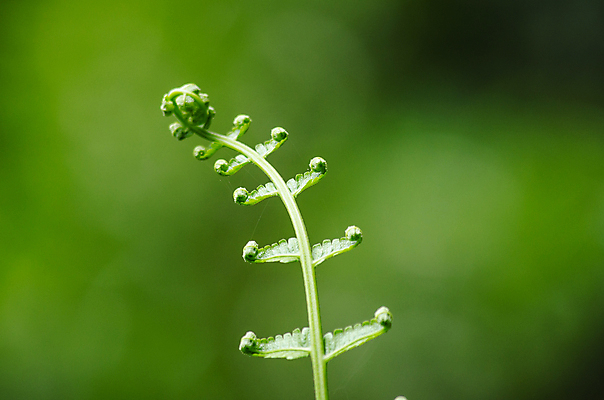 포토 JPG 해외이미지 식물 아시아 백그라운드 잎 패턴 태국 자연 추상 사람없음 초록색 여름 빛 컬러풀 환경 정원 봄 성장 물방울 나뭇가지 질감 내추럴 인공 해외포토 나무 계절 나라 컬러 무늬 생태계 파일형식 이미지허브