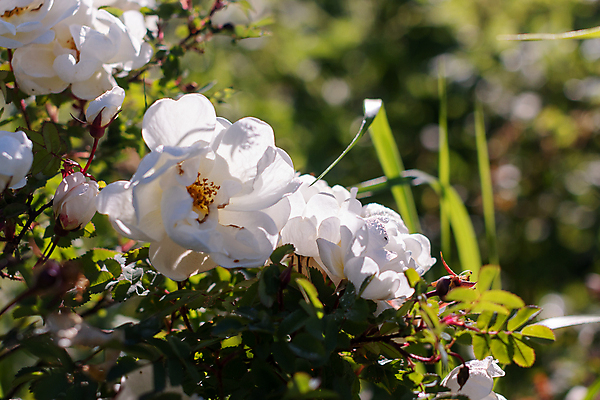 포토 JPG 해외이미지 식물 계절 공원 꽃잎 꽃 분홍색 백그라운드 잎 꽃무늬 자연 건강 사람없음 야외 장식 빨간색 초록색 여름 뷰티 약 장미 머리 정원 봄 활발 들꽃 벚꽃 나뭇가지 신선 개화 개 허브 원예 내추럴 해외포토 나무 공공시설 컬러 컨셉 무늬 포유류 의학 취미 신체부위 생태계 파일형식 이미지허브