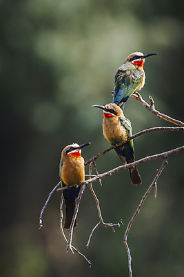 포토 JPG 해외이미지 동물 야생동물 아프리카 자연 조류 국립공원 3 사람없음 세로 컬러풀 뷰티 보호 사파리 만족 남아프리카 보츠와나 보호구역 해외포토 공원 감정 나라 컬러 컨셉 생태계 구역 파일형식 이미지허브
