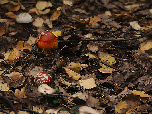 포토 JPG 해외이미지 주간 낙엽 나뭇잎 사람없음 야외 버섯 나뭇가지 숲 땅 독버섯 해외포토 자연요소 나무 잎 파일형식 이미지허브