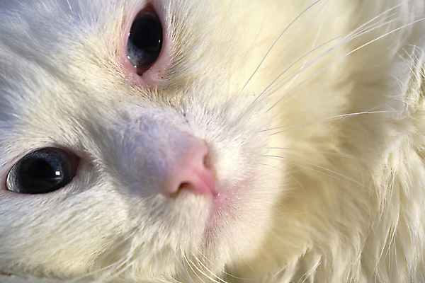 포토 JPG 해외이미지 동물 1 응시 남자 얼굴 야생동물 포유류 수염 털 사람없음 초록색 반려동물 노란색 검은색 고양이 할로윈 관찰 행운 황금 큼 무서움 가득함 육식동물 사냥꾼 얼룩무늬 붓꽃 노려봄 나쁜 시베리아 해외포토 직업 시선 꽃 감정 컬러 컨셉 무늬 모션 표정 사람 신체부위 크기 파일형식 이미지허브