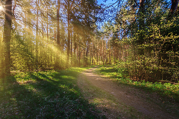 포토 JPG 해외이미지 나무 계절 유럽 도로 잎 자연 아침 새로움 그림자 풍경 사람없음 목재 빛 햇빛 태양 일출 황혼 일몰 봄 새벽 성장 광선 소나무 황금 저녁 숲 상록수 삼림지대 선로 해외포토 주간 자연요소 식물 나라 길 컨셉 재료 교통시설 노을 야간 생태계 파일형식 이미지허브