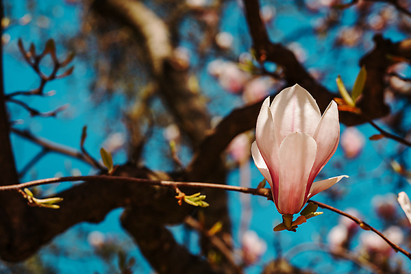 포토 JPG 해외이미지 나무 식물 계절 공원 꽃잎 꽃 분홍색 백그라운드 꽃무늬 자연 벽지 하늘 부활절 새로움 사람없음 야외 장식 초록색 파란색 햇빛 태양 뷰티 정원 맑음 봄 성장 벚꽃 나뭇가지 신선 개화 큼 4월 관목 원예 목련 내추럴 강렬 해외포토 자연요소 공공시설 기념일 컬러 컨셉 무늬 날씨 취미 날짜 크기 생태계 파일형식 이미지허브