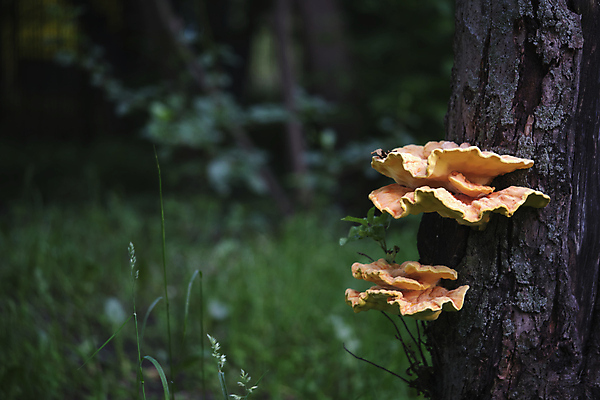 포토 JPG 해외이미지 나무 식물 동물 디자인 계절 음식 백그라운드 잎 크리스마스 겨울 패턴 자연 생물 사람없음 야외 목재 장식 초록색 갈색 노란색 파티 유행 환경 버섯 봄 흰색 숲 질감 나무껍질 자작나무 내추럴 기생충 곰팡이 삼림지대 식용 해외포토 기념일 컬러 무늬 재료 이벤트 껍질 바이러스 생태계 파일형식 이미지허브