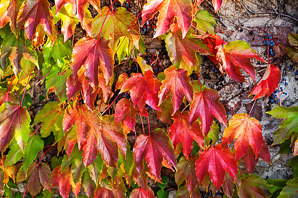 포토 JPG 해외이미지 나무 공원 벽 단풍 자연 나뭇잎 근접촬영 사람없음 야외 해외포토 식물 공공시설 뷰포인트 잎 생태계 파일형식 이미지허브