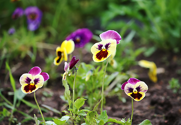 포토 JPG 해외이미지 식물 계절 꽃잎 꽃 백그라운드 꽃무늬 태국 자연 사람없음 야외 초록색 파란색 컬러풀 뷰티 머리 정원 보라색 들꽃 벚꽃 마음 침대 우아함 닫기 약초 편안함 허브 제비꽃 싱글 블러 삼색 식용 영원 해외포토 아시아 컬러 가구 컨셉 무늬 모션 신체부위 풀_식물 감각 생태계 파일형식 이미지허브