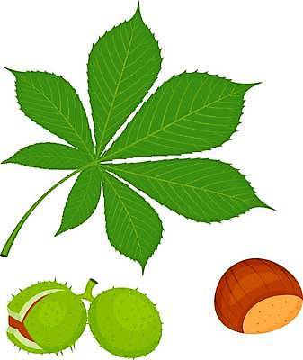 EPS 해외이미지 식물 디자인 계절 음식 백그라운드 단풍 잎 과일 일러스트 자연 씨앗 장식 가로 초록색 세트 갈색 견과류 껍질 흰색 나뭇가지 원형 가시 그룹 닫기 수집 피부 묘사 오브젝트 유기농 10월 내추럴 고립 적갈색 채식주의자 해외일러스트 도형 나무 웰빙 컬러 모션 신체부위 날짜 생태계 채식 파일형식 벡터 이미지허브