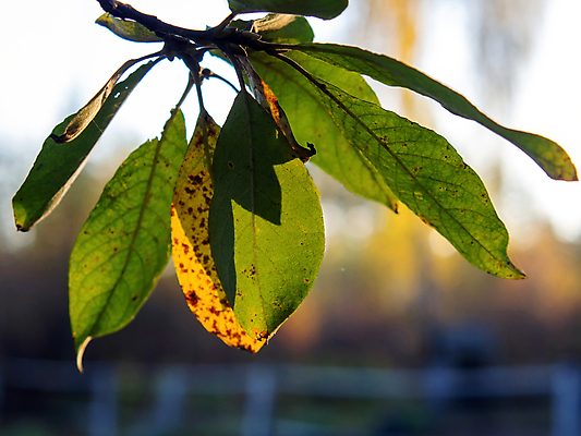 포토 JPG 해외이미지 나무 식물 계절 공원 백그라운드 단풍 잎 오렌지 자연 추상 건조 사람없음 야외 목재 빨간색 초록색 빛 컬러풀 햇빛 태양 갈색 노란색 환경 활발 나뭇가지 황금 숲 11월 장면 10월 내추럴 삼림지대 해외포토 자연요소 공공시설 컬러 컨셉 무늬 과일 재료 날짜 생태계 파일형식 이미지허브
