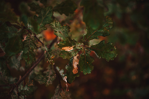 포토 JPG 해외이미지 나무 식물 계절 백그라운드 잎 과일 자연 사람없음 야외 장식 초록색 여름 농작물 햇빛 환경 침묵 봄 견과류 성장 가을 흰색 나뭇가지 신선 닫기 숲 9월 묘사 유기농 질감 도토리 8월 10월 내추럴 블러 정물화 해외포토 웰빙 컬러 농업 모션 태양 소리 날짜 그림 생태계 파일형식 이미지허브