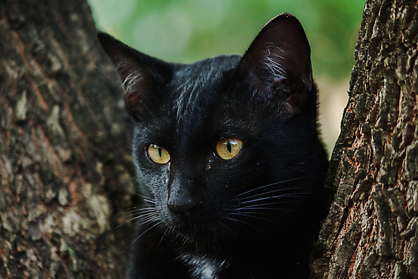 포토 JPG 해외이미지 주간 나무 한마리 응시 근접촬영 사람없음 야외 아웃포커스 귀여움 고양이 길고양이 해외포토 자연요소 식물 1 시선 뷰포인트 컨셉 포유류 촬영기법 반려동물 파일형식 이미지허브