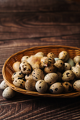 포토 JPG 해외이미지 동물 전통 계절 음식 백그라운드 컨셉 다이어트 재료 자연 조류 휴가 부활절 건강 병아리 요리 사람없음 목재 농장 갈색 노란색 바구니 계란 치킨 봄 껍질 시골 아기 신선 그룹 둥지 아침식사 작음 유기농 날것 내추럴 단백질 메추리 밭일 생식 암탉 해외포토 나무 웰빙 기념일 컬러 농업 사람 알 식사 닭 크기 암컷 생태계 닭고기요리 영양소 파일형식 이미지허브
