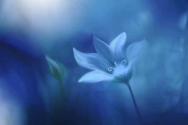 포토 JPG 해외이미지 식물 디자인 배너 꽃 백그라운드 꽃무늬 자연 벽지 추상 휴가 새로움 기념 사랑 미술 사람없음 장식 파란색 컬러풀 뷰티 봄 낭만 덮개 벚꽃 흰색 축하 인사 신용카드 메뉴 캔버스 초대 파스텔톤 국경 해외포토 계절 감정 컬러 컨셉 무늬 문화예술 금융 뚜껑 예절 생태계 파일형식 이미지허브