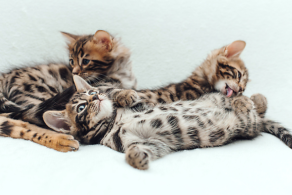 포토 JPG 해외이미지 동물 백그라운드 장난 포유류 자연 놀이 수염 주택 털 실내 동양인 사람없음 반려동물 뷰티 고양이 줄무늬 흰색 점 작음 담요 모피 호기심 부드러움 숯 솜털 불만 해외포토 감정 컬러 컨셉 무늬 인종 내부 건물 감각 크기 생태계 파일형식 이미지허브