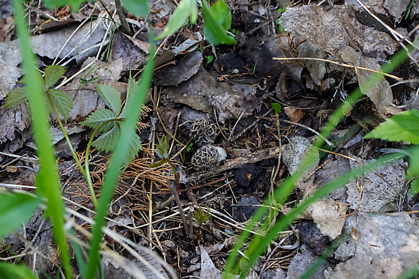 포토 JPG 해외이미지 계절 음식 과학 백그라운드 단풍 잎 패턴 밭 자연 건강 요리 사람없음 야외 가로 초록색 갈색 노란색 환경 요리사 버섯 프랑스 성장 맛 숲 땅 유기농 질감 사냥 심플 내추럴 곰팡이 땅바닥 삼림지대 식용 맛있는 해외포토 식물 직업 웰빙 유럽 컬러 컨셉 무늬 농업 바닥 생태계 파일형식 이미지허브