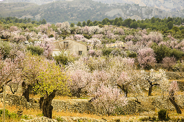 포토 JPG 해외이미지 주간 나무 자연 주택 꽃나무 사람없음 야외 봄 언덕 해외포토 자연요소 식물 계절 꽃 건물 생태계 파일형식 이미지허브