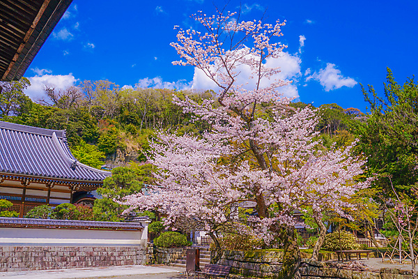 포토 JPG 해외이미지 주간 봄꽃 사람없음 야외 일본 봄 벚꽃 벚나무 가마쿠라 해외포토 자연요소 나무 계절 꽃 아시아 파일형식 이미지허브
