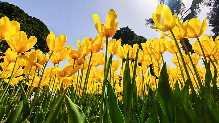 포토 JPG 해외이미지 식물 계절 공원 꽃 꽃무늬 밭 자연 하늘 휴가 바닥 프레임 사람없음 세로 초록색 파란색 태양 노란색 정원 맑음 봄 튤립 성장 벚꽃 광선 신선 개화 엽서 내추럴 해외포토 자연요소 공공시설 컬러 무늬 농업 날씨 편지 생태계 파일형식 이미지허브