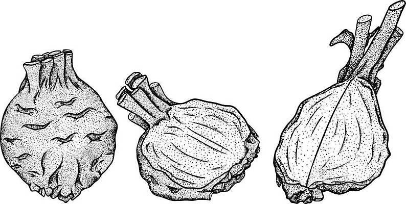 EPS 해외이미지 식물 손 디자인 배너 선 음식 백그라운드 농업 채소 일러스트 재료 자연 표시 추상 건강 요리 미술 그래픽 장식 초록색 여름 세트 농장 주방 정원 샐러드 신선 시장 낙서 인쇄 스케치 허브 오브젝트 메뉴 그림 유기농 양배추 채식주의자 힙스터 비건 국경 해외일러스트 웰빙 계절 패션 산업 컬러 무늬 문화예술 신체부위 생태계 채식 파일형식 벡터 이미지허브