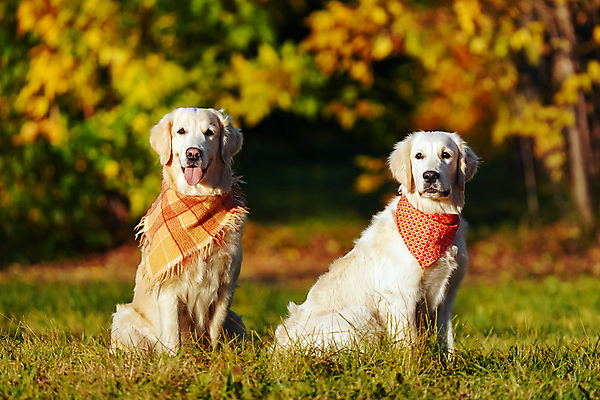 포토 JPG 해외이미지 공원 새끼 2 앉기 사람없음 노란색 걷기 황금 개 골든리트리버 강아지 신앙심 충실 해외포토 동물 공공시설 컬러 포유류 모션 반려동물 리트리버 파일형식 이미지허브