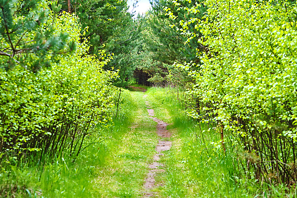 포토 JPG 해외이미지 나무 식물 계절 공원 꽃 도로 길 여행 백그라운드 낙엽 잎 자연 아침 파노라마 풍경 사람없음 야외 목재 초록색 여름 빛 햇빛 뷰티 환경 맑음 봄 하이킹 안개 성장 가을 나뭇가지 시골 숲 장면 내추럴 방법 삼림지대 해외포토 주간 공공시설 컬러 재료 교통시설 레저 날씨 촬영기법 태양 생태계 파일형식 이미지허브