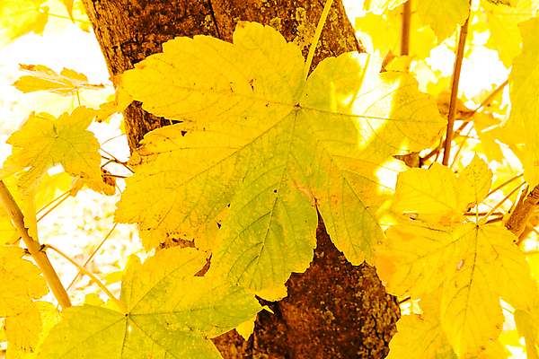 포토 JPG 해외이미지 나무 백그라운드 단풍 근접촬영 사람없음 야외 햇빛 해외포토 식물 뷰포인트 잎 태양 파일형식 이미지허브