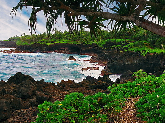 포토 JPG 해외이미지 식물 공원 파도 바다 섬 여행 잎 패턴 자연 휴가 사람없음 야외 초록색 파란색 뷰티 검은색 미국 황무지 화산 하와이 태평양 분무기 용암 천국 내추럴 하와이인 현무암 해외포토 외국인 공공시설 컬러 북아메리카 무늬 산 생태계 화산암 파일형식 이미지허브