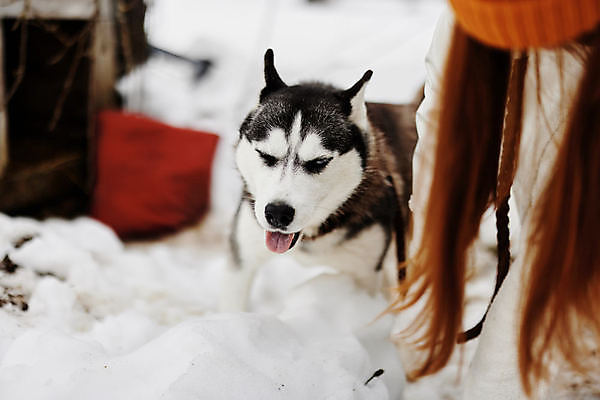 포토 JPG 해외이미지 여자 겨울 한명 성인 야외 설원 산책 추위 강아지 시베리안허스키 방한용품 성인여자한명만 해외포토 1 계절 휴식 눈_날씨 사람 반려동물 개 오브젝트 여자한명만 성인여자만 파일형식 이미지허브