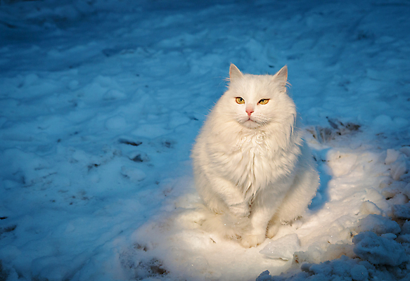 포토 JPG 해외이미지 주간 한마리 응시 앉기 사람없음 야외 귀여움 설원 고양이 눈 길고양이 해외포토 자연요소 1 시선 컨셉 포유류 모션 날씨 눈_날씨 반려동물 파일형식 이미지허브