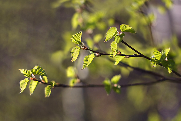 포토 JPG 해외이미지 나무 식물 잎 자연 사람없음 야외 초록색 봄 성장 나뭇가지 신선 숲 해외포토 계절 컬러 생태계 파일형식 이미지허브