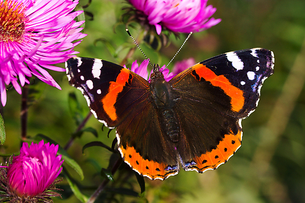 포토 JPG 해외이미지 1 꽃 야생동물 분홍색 나비 곤충 날개 오렌지 자연 국화 안테나 사람없음 햇빛 뷰티 검은색 그리기 우아함 수집 싱글 꿀 해외포토 식물 동물 컬러 컨셉 과일 통신 모션 태양 생태계 파일형식 이미지허브