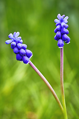포토 JPG 해외이미지 식물 계절 공원 꽃잎 꽃 줄기 2 꽃무늬 자연 포도 초원 사람없음 야외 장식 세로 초록색 파란색 컬러풀 정원 보라색 봄 활발 성장 벚꽃 신선 개화 닫기 작음 다발 묘사 원예 스파이크 내추럴 히아신스 해외포토 공공시설 컬러 컨셉 무늬 과일 모션 취미 크기 생태계 파일형식 이미지허브