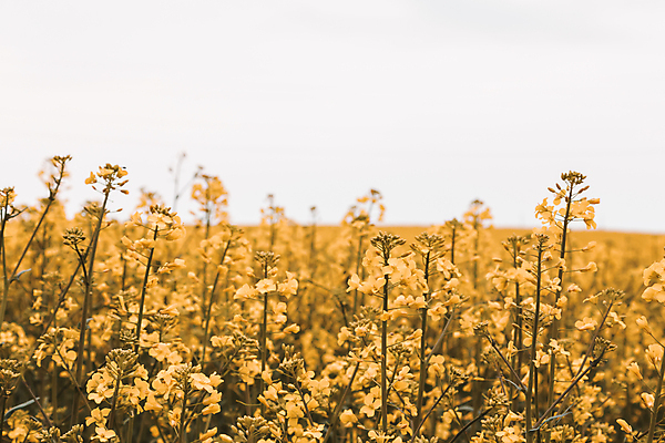 포토 JPG 해외이미지 주간 꽃밭 자연 사람없음 야외 노란색 봄 유채 유채밭 해외포토 자연요소 계절 꽃 컬러 밭 생태계 파일형식 이미지허브