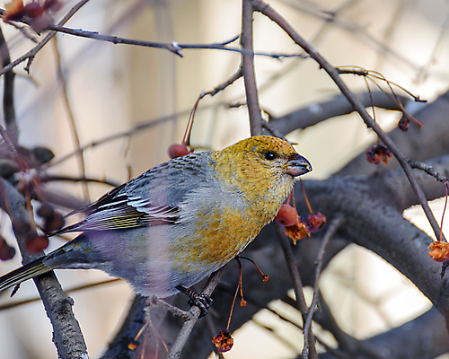 포토 JPG 해외이미지 나무 동물 야생동물 백그라운드 겨울 자연 조류 사람없음 빨간색 노란색 정원 나뭇가지 작음 깃털 부리 해외포토 식물 계절 컬러 크기 생태계 파일형식 이미지허브