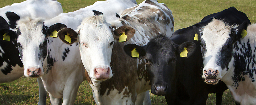 포토 JPG 해외이미지 동물 응시 산업 가사 농업 포유류 유제품 건강 육류 사람없음 농장 머리 농사 검은색 가축 목장 소고기 우유 흰색 시골 점 입 소 제조 군중 네덜란드 송아지 기르기 방법 밭일 수유 줄서기 해외포토 시선 유럽 새끼 컬러 식재료 모션 사람 신체부위 돌봄 파일형식 이미지허브